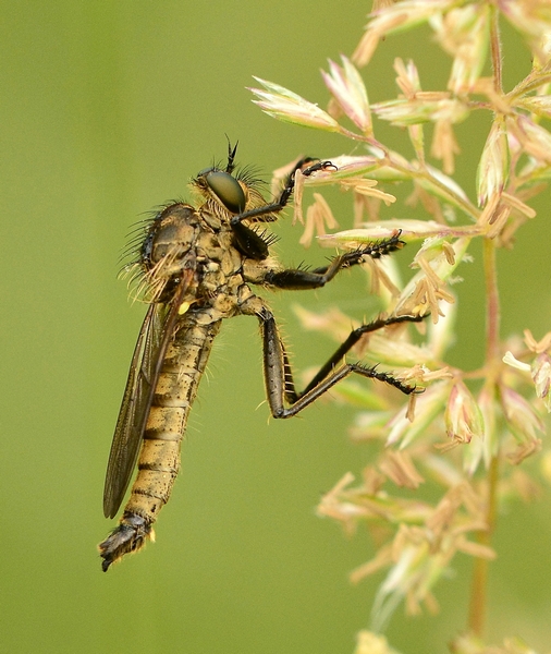 Didysmachus picipes (Asilidae)